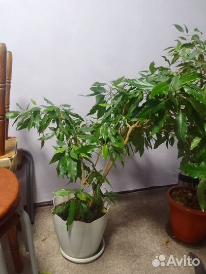 Цветы в горшках