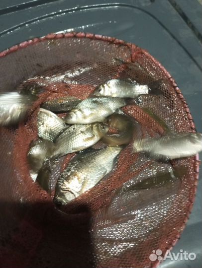 Живец для рыбалки