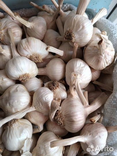 Яровой чеснок