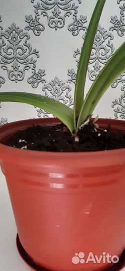 Гиппеаструм