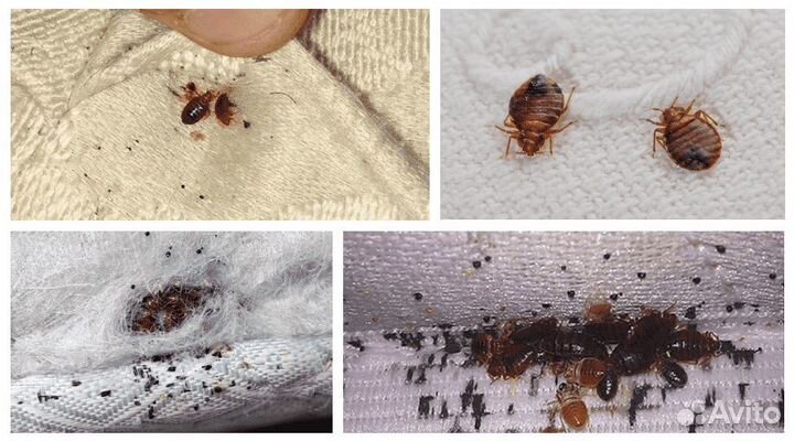 Дезинфекция/дезинсекция/чистка кулера