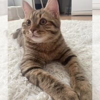 Европейский короткошёрстный котёнок