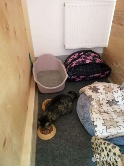 Передержка для кошек