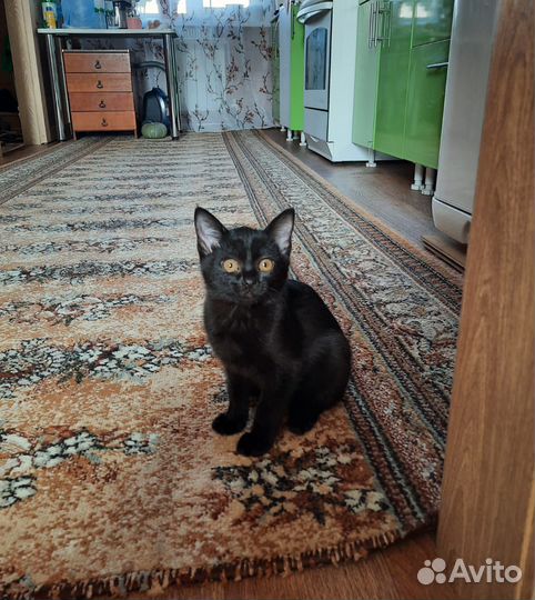 Кошка в дар бесплатно