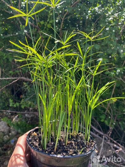 Циперус, папирус, разные виды