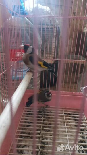 Птица щегол