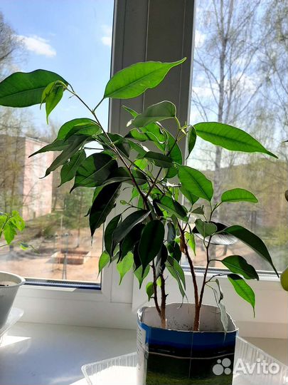 Фикус Бенджамина