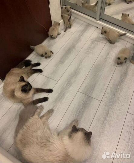 Котятки породистые