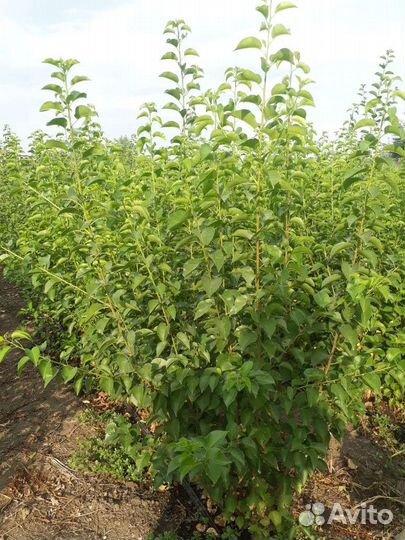 Саженцы(черешня)