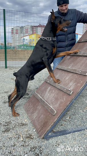 Доберман вязка