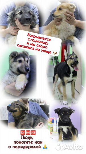 Собачки в добрые ручки