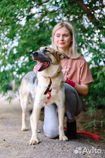 Собака из приюта ищет дом