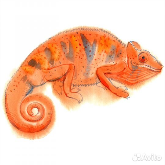 Акварель анималистика хамелеоны