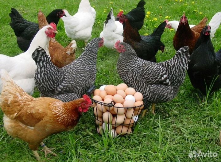 Куры Молодки Домашние