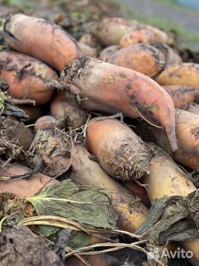 Свекла кормовая