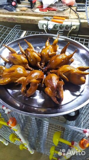 Перепёлка домашнего копчения