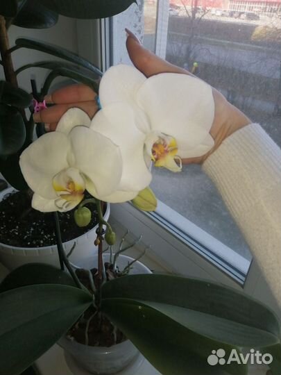 Орхидея фаленопсис