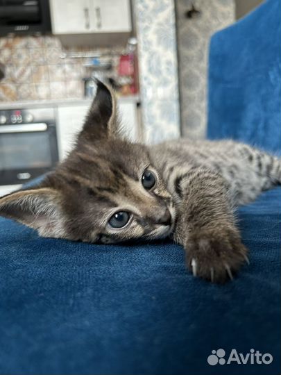 Котята саванна ф1