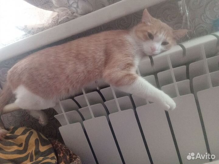 Кошка Соня