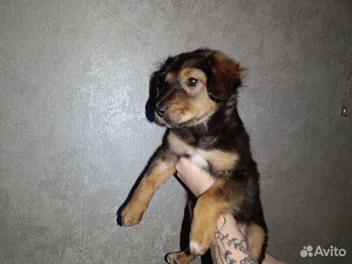 Девочка щенок коротколапик