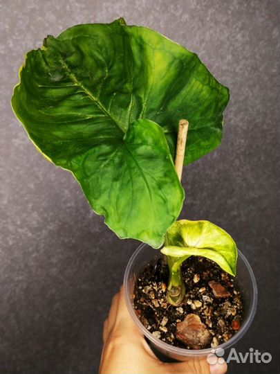 Сингониум орм тонг вар