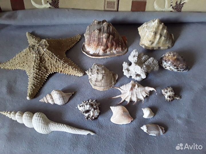 Набор ракушек