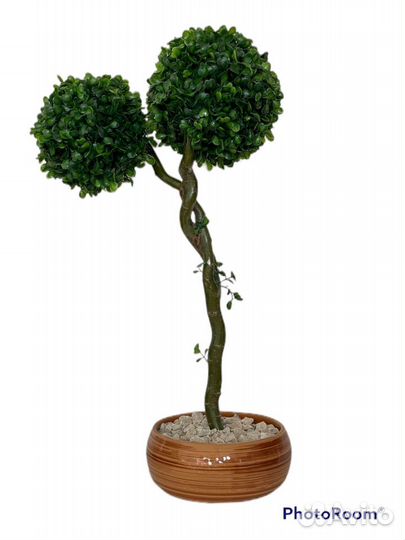 Декоративные деревья