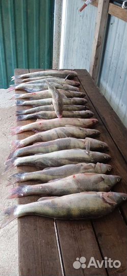 Рыбалка и отдых в Астраханской области