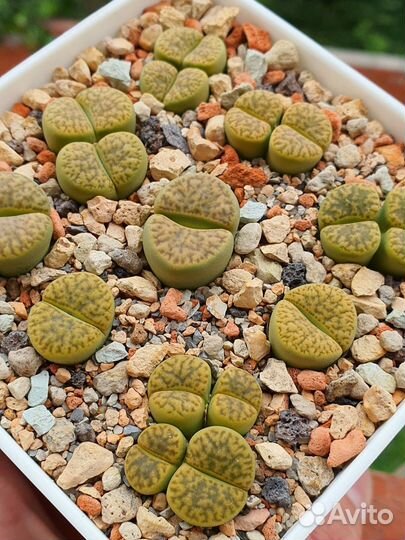 Семена Литопсов