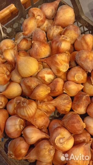 Луковицы тюльпанов