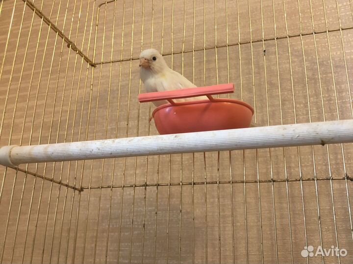 Канарейка с клеткой