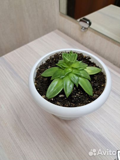 Суккулент