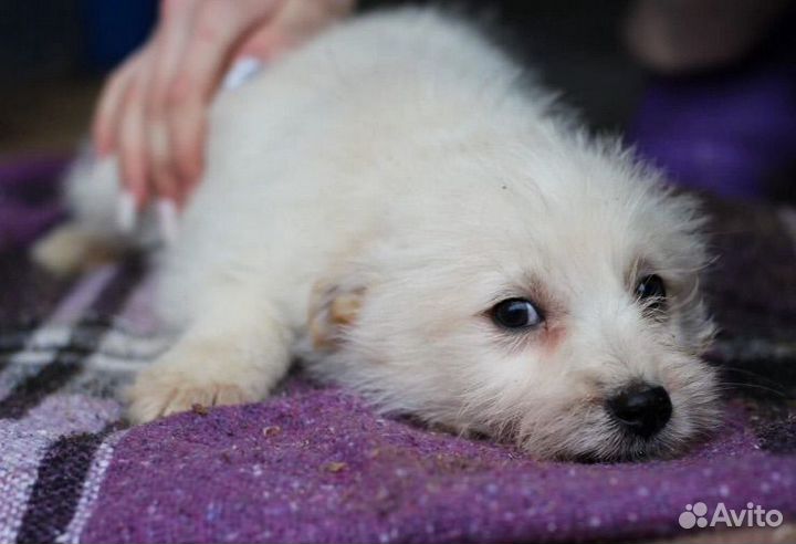 Щенок в добрые руки бесплатно