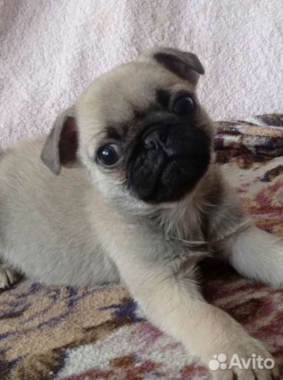 Щенки мопса