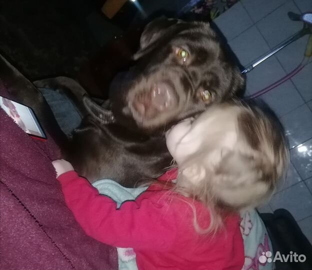 Продам лабрадора