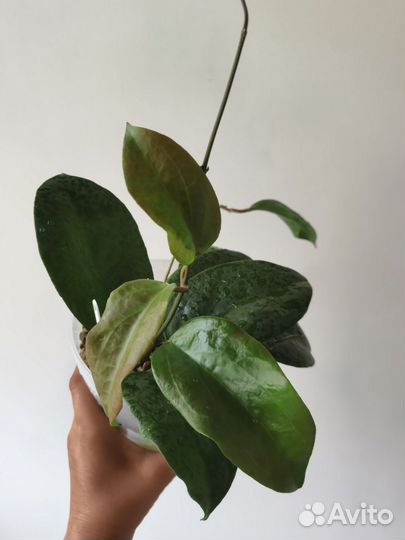 Хойи разные