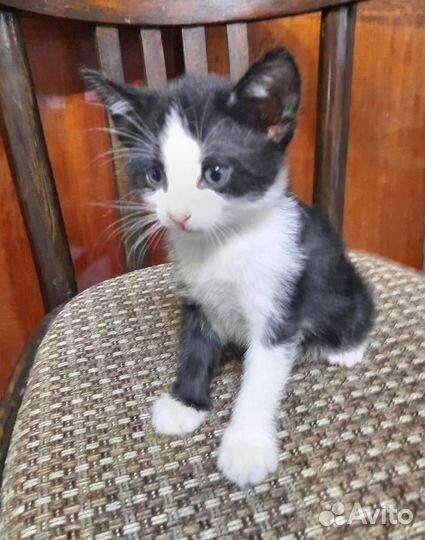 Кошечки бесплатно