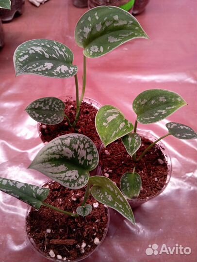 Сциндапсус пиктус