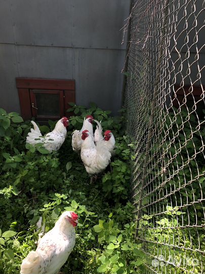 Петухи пушкинские