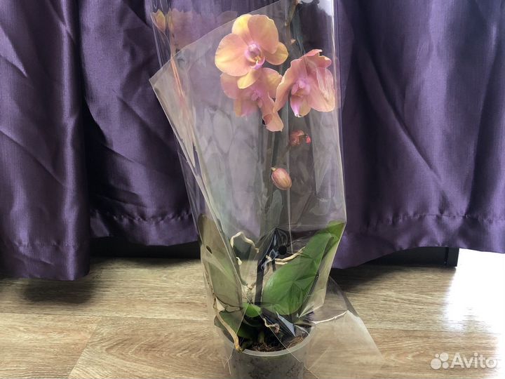 Орхидея фаленопсис