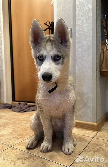 Хаски, щенок