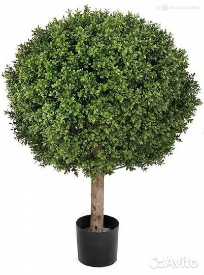 Самшит Шар уличный новый 100 см