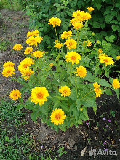 Садовая ромашка.Жемчужная ромашка.Голубая ромашка