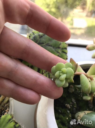 Суккулент: седум- очиток Моргана и Буррито - вьюн