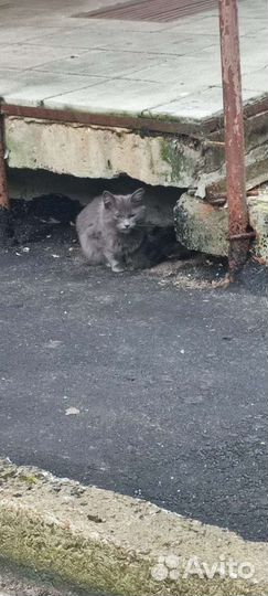 Маленький котенок плачет у подъезда