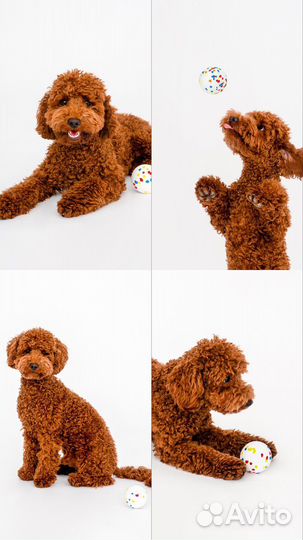 Фотосессия с той пуделем