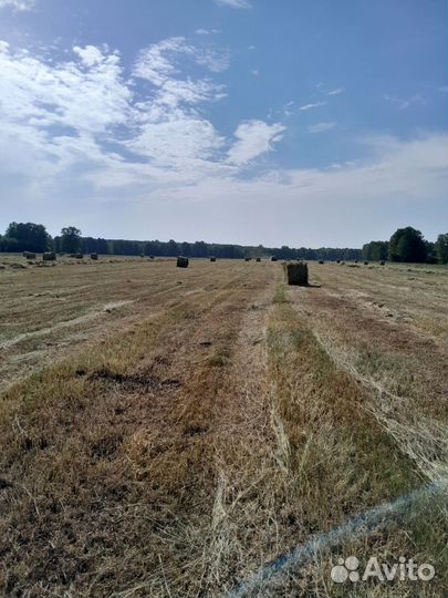 Продам сено