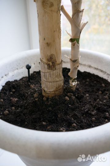 Пальма Юкка