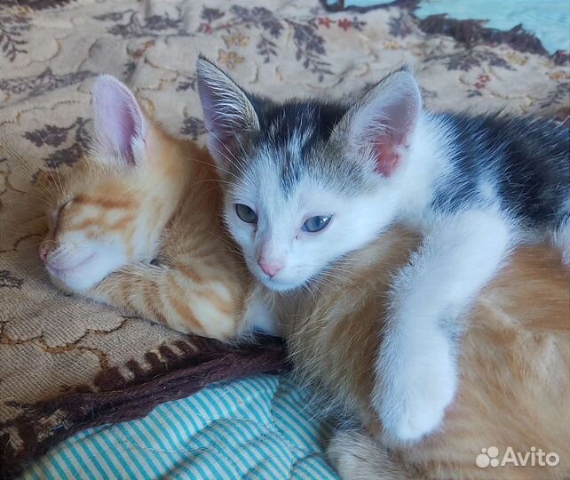 Котята в добрые руки бесплатно