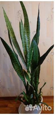 Отдам Куст смородины, малины чёрной и красной